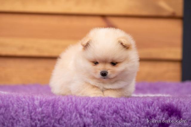 je donne chiot spitz allemand disponible 