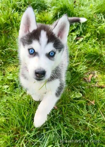 je donne chiot type husky sibérien mâle 
