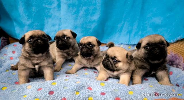 chiot carlin disponible 