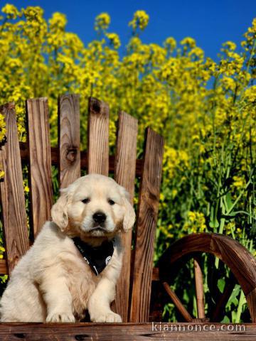 je donne chiot golden retriever disponible 