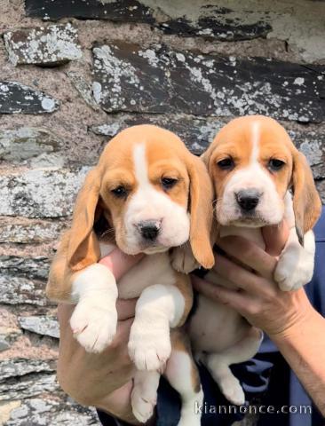 je donne chiot beagle disponible 