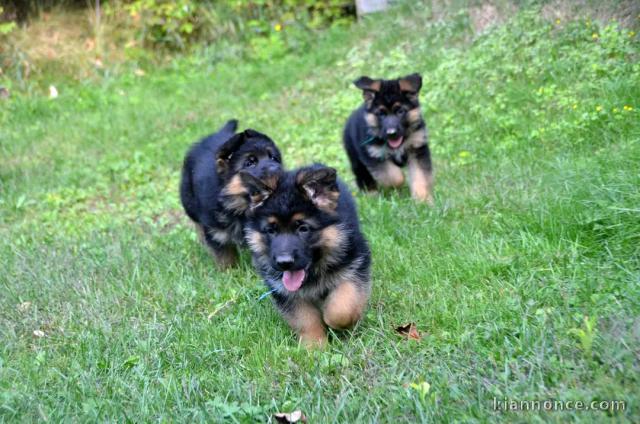 chiot berger allemand disponible pour adoption 