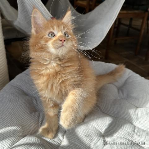 maine coon disponible 