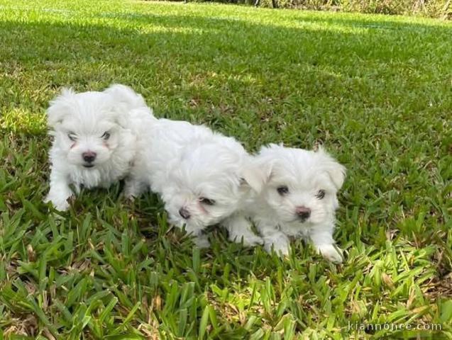 je donne chiot bichon maltais disponible 