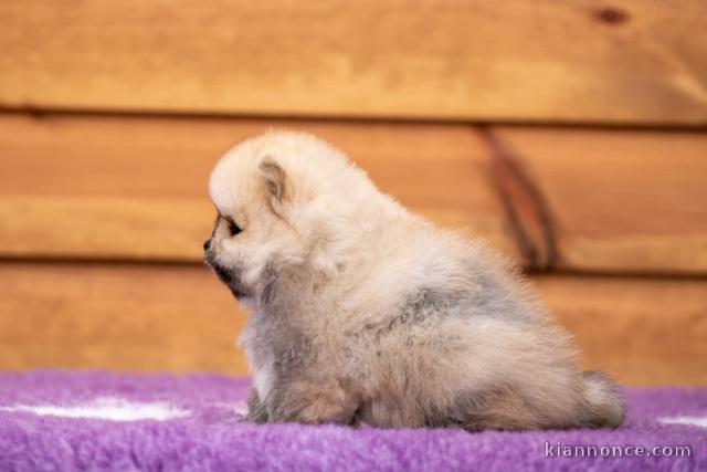 chiot spitz allemand race pure 