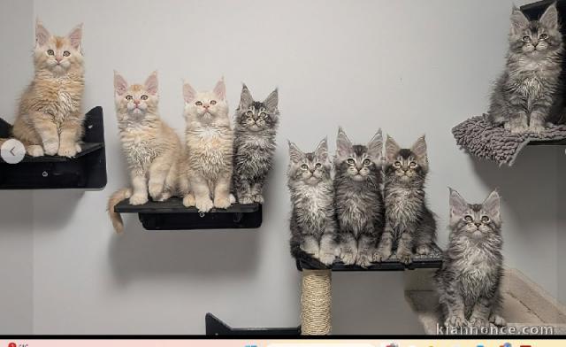 chatmaine on coon disponible pour adoption 