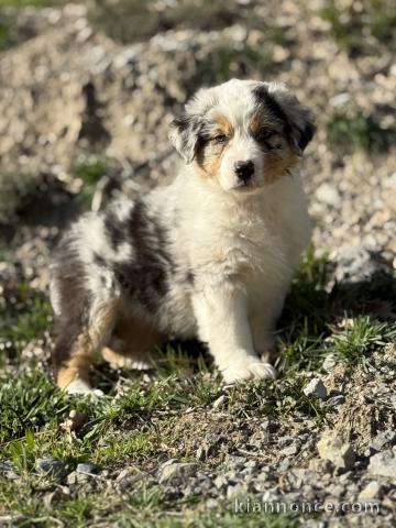 Chiot berger australien disponible 