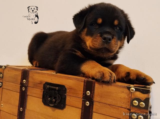 Chiot rottweiler à donner 