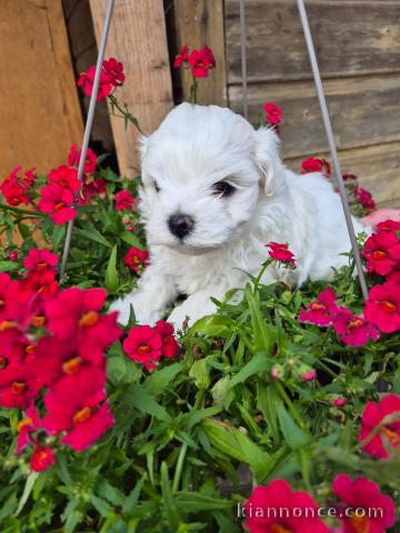 Chiot bichon maltais disponible 