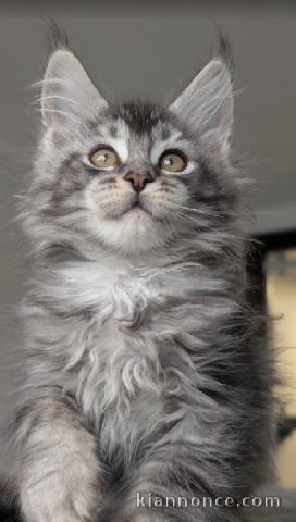 Chaton maine coon disponible 