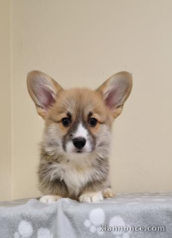 Welsh Corgi Pembroke – Magnifiques chiots