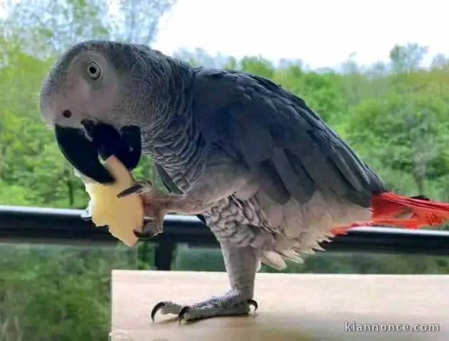 je donne perroquet gris du Gabon 