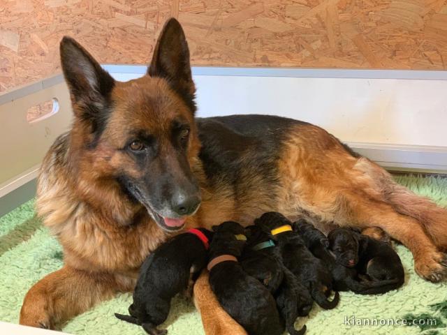 chiot berger allemand disponible à réserver 