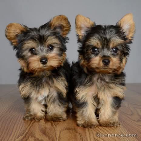 chiot type Yorkshire terrier 