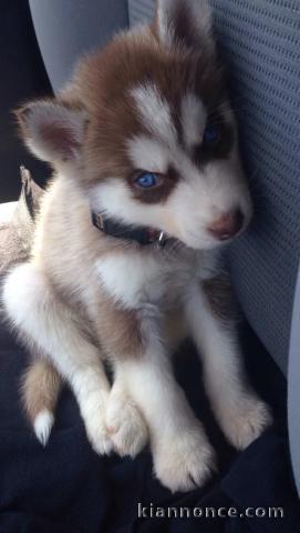 chiot husky sibérien à donner 
