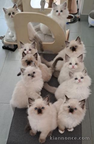 chaton ragdoll femelle et mâle disponible 
