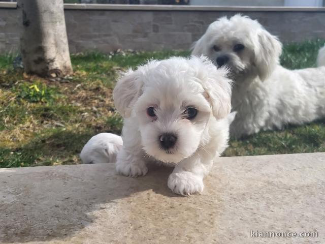Chiot bichon maltais disponible à donner 