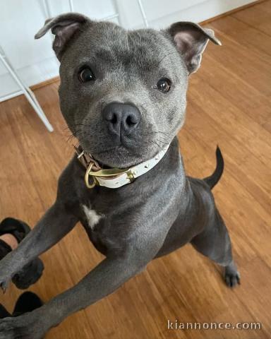 Je donne chiot Staff disponible 