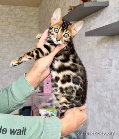 Chaton Bengal disponible pour adoption 