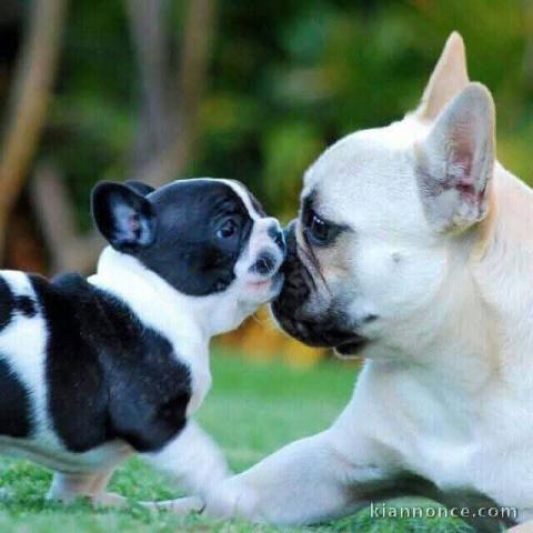 je donne chiot bouledogue français mâle urgent 