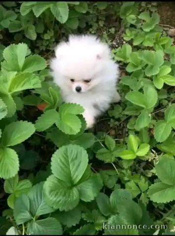 je donne chiot Spitz allemand disponible 