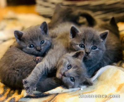 chaton châtreux disponible pour adoption 