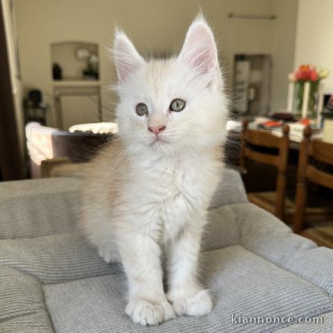 chaton maine coon disponible 