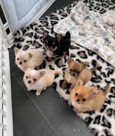 adoption chiot chihuahua 
