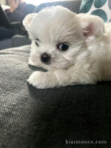 magnifique chiot bichon maltais 
