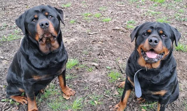 chiot rottweiler disponible pour adoption 