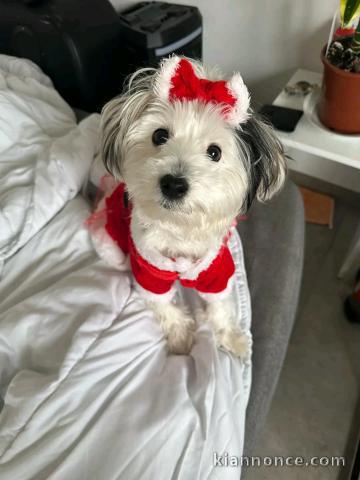 chiot chihuahua disponible pour adoption 