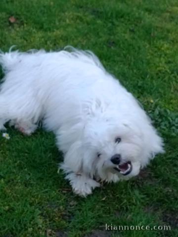 je donne chiot bichon disponible 