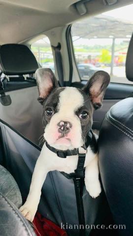 chiot bouledogue français disponible 