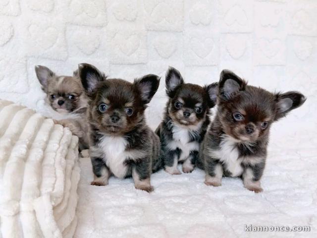 portée des chiots chihuahua disponible 