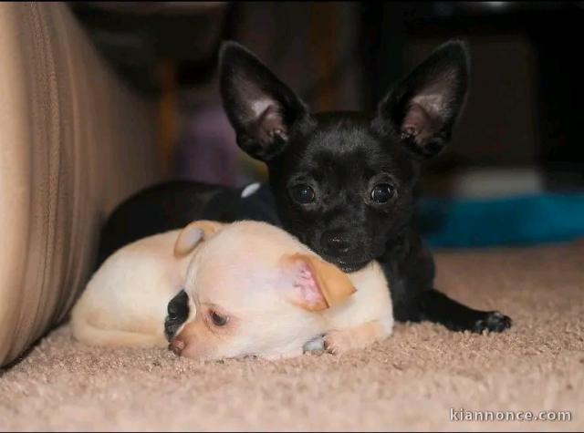 chiot chihuahua femelle a donner 