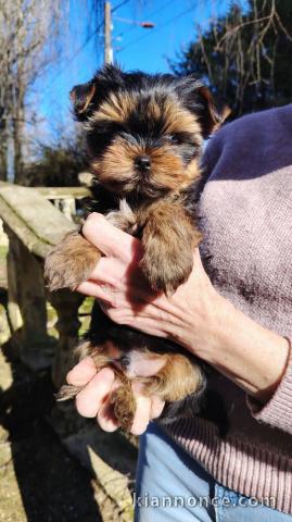 adorable chiot Yorkshire femelle 