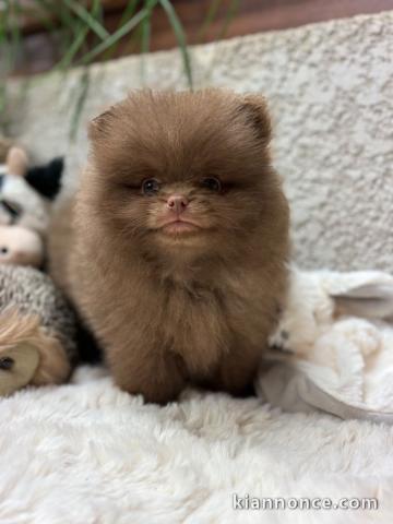 chiot spitz nain Poméranie disponible 