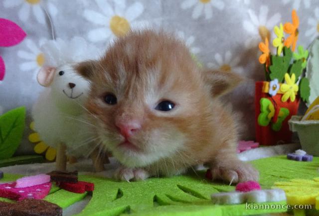 chaton maine coon mâle a donner 