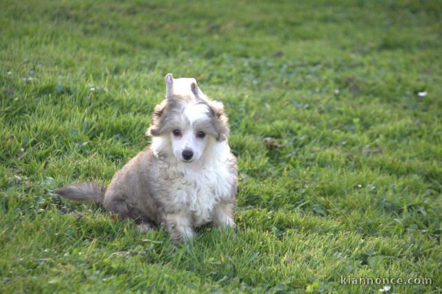 Chiots Chien chinois à crête dispo 