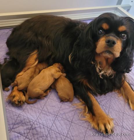 chiot cavalier king charle disponible 