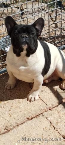 magnifique chiot bouledogue français 