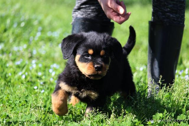 je donne chiot rottweiler 