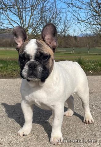 adorable chiot bouledogue français disponible 