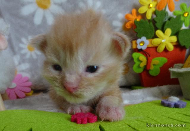magnifique chaton maine coon 