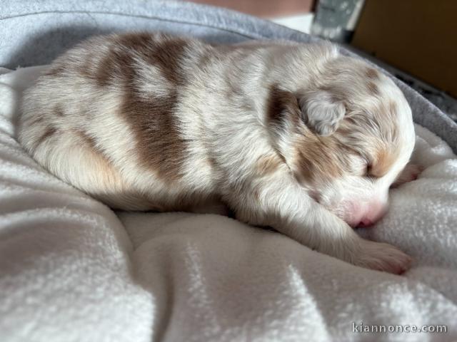 chiot berger australien disponible 