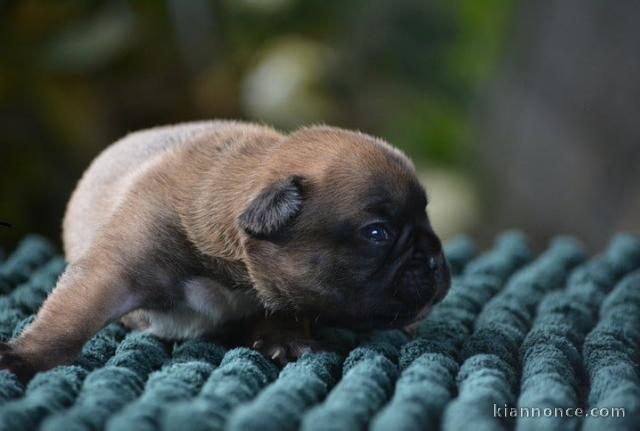 chiot bouledogue français disponible 