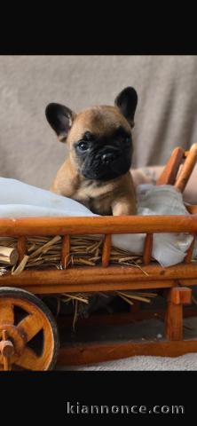 chiot bouledogue français à donner 
