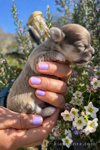 chiot chihuahua femelle a donner 