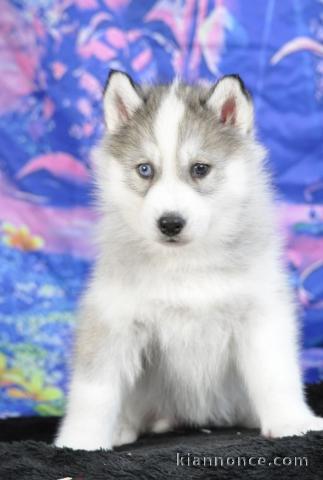 chiot husky sibérien adorable disponible 