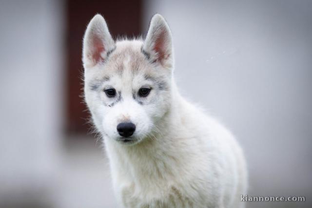 chiot husky sibérien à donner 